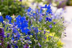 Larkspur Flowers (Delphinium): All You Need To Know