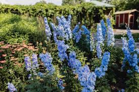 Larkspur Flowers (Delphinium): All You Need To Know