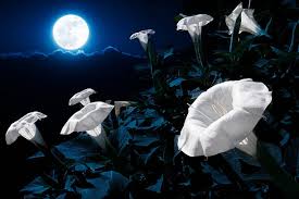 Moon Flowers (Ipomoea Alba): All You Need To Know About