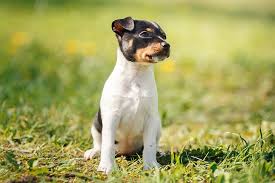 All You Need To Know About Toy Fox Terrier Spaniel Dog Breeds