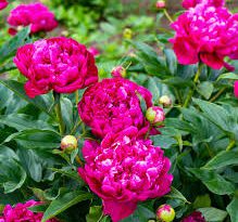 Peony Flowers (Paeonia): Complete Growing and Care Guide