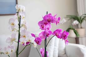 Orchid Flowers (Orchidaceae): Complete Growing and Care Guide