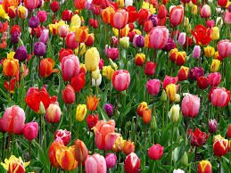 Tulip Flowers (Tulipa): Complete Growing and Care Guide