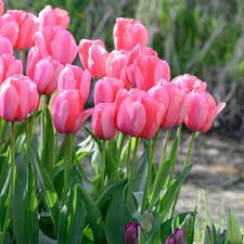 All You Need To Know About Tulip Bouquet Flowers 