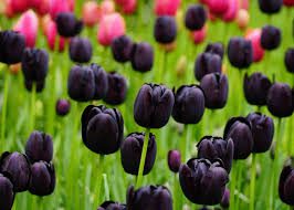 All You Need To Know About The Red and Black Tulip Flowers