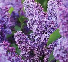 Lilac Flowers (Syringa): Complete Growing and Care Guide
