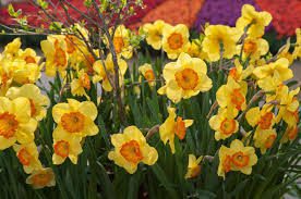 Daffodil Flowers (Narcissus): Complete Growing and Care Guide 