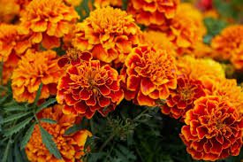 Marigolds Flowers (Tagetes): Complete Growing and Care Guide