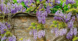 Wisteria Flowers (Wisteria sinensis): Complete Growing and Care Guide 