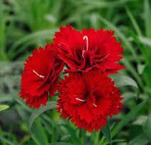 Carnation Flowers (Dianthus caryophyllus): Complete Growing and Care Guide