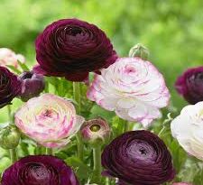Ranunculus Flowers (Ranunculus Asiaticus): Complete Growing and Care Guide