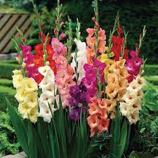 Gladiolus Flowers (Sword Lily): Complete Growing and Care Guide 