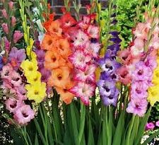 Gladiolus Flowers (Sword Lily): Complete Growing and Care Guide