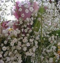 Babys Breath Flowers (Gypsophila Paniculata): Complete Growing and Care Guide