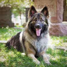 Shiloh Shepherd Dogs: Description and Complete Care Guide Shiloh Shepherd Dogs: Description and Complete Care Guide