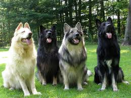 Shiloh Shepherd Dogs: Description and Complete Care Guide Shiloh Shepherd Dogs: Description and Complete Care Guide