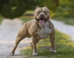 Bully Pit Dogs: Description and Complete Care Guide Bully Pit Dogs: Description and Complete Care Guide