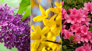 Significance and Uses of Spring Flowers
