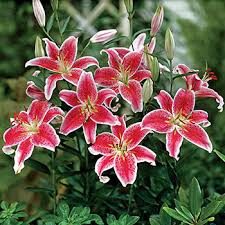 Stargazer Lily Flowers (Lilium Stargazer): All You Need To Know About