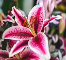 Stargazer Lily Flowers (Lilium Stargazer): All You Need To Know About