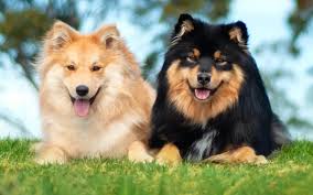 Finnish Lapphund Dogs: Description and Complete Care Guide