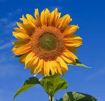 Sunflowers (Helianthus Annuus): All You Need To Know About