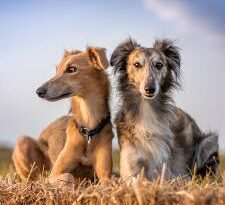 Silken Windhound Dogs: Description and Complete Care Guide