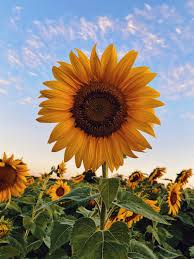 Sunflowers (Helianthus Annuus): All You Need To Know About 