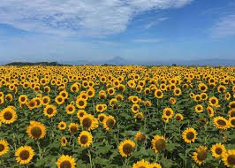 Sunflowers (Helianthus Annuus): All You Need To Know About 