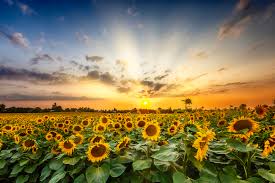 Sunflowers (Helianthus Annuus): All You Need To Know About 