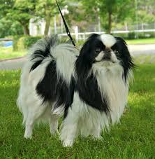 All You Need To Know About Japanese Dog Breeds All you need to know about Japanese Dog Breeds
