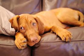 All You Need To Know About Best Family Dogs All you need to know about Best Family Dogs