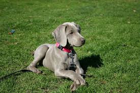 Weimaraner Puppy Dogs: Description and Complete Care Guide Weimaraner Puppy Dogs: Description and Complete Care Guide