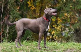 Blue Lacy Dogs: Description and Complete Care Guide Blue Lacy Dogs: Description and Complete Care Guide