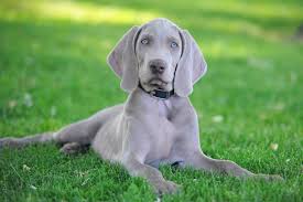 Weimaraner Puppy Dogs: Description and Complete Care Guide Weimaraner Puppy Dogs: Description and Complete Care Guide