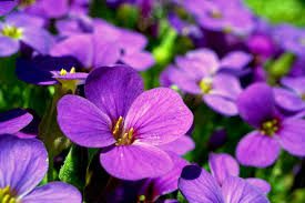 Violet Flowers (Viola Odorata): All You Need To Know About