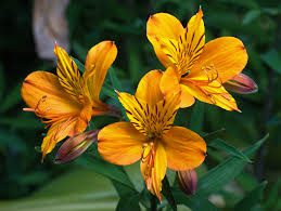 Alstroemeria Flowers (Peruvian Lily): All You Need To Know About