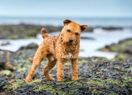 Lakeland Terrier Dogs: Description and Complete Care Guide