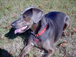 Blue Lacy Dogs: Description and Complete Care Guide Blue Lacy Dogs: Description and Complete Care Guide