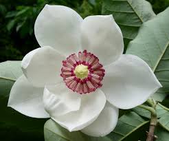 Magnolia Flowers (Magnolia Spp): All You Need To Know About