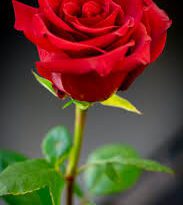 Red Rose Flowers (Rosa spp): Complete Growing and Care Guide