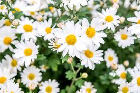 Daisy Flowers (Bellis perennis): Complete Growing and Care Guide