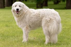 Maremma Sheepdog: Description and Complete Care Guide