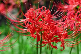 Red Spider Lily Flowers (Lycoris Radiata): All You Need To Know About