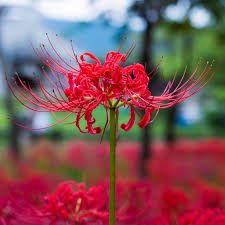 Red Spider Lily Flowers (Lycoris Radiata): All You Need To Know About 