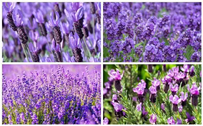 Significane And Uses of Dry Lavender Flowers