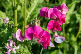 Sweet Pea Flowers (Lathyrus Odoratus): All You Need To Know About 