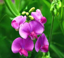 Sweet Pea Flowers (Lathyrus Odoratus): All You Need To Know About