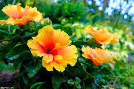 Hawaiian Flowers (Hibiscus Brackenridgei): All You Need To Know About 