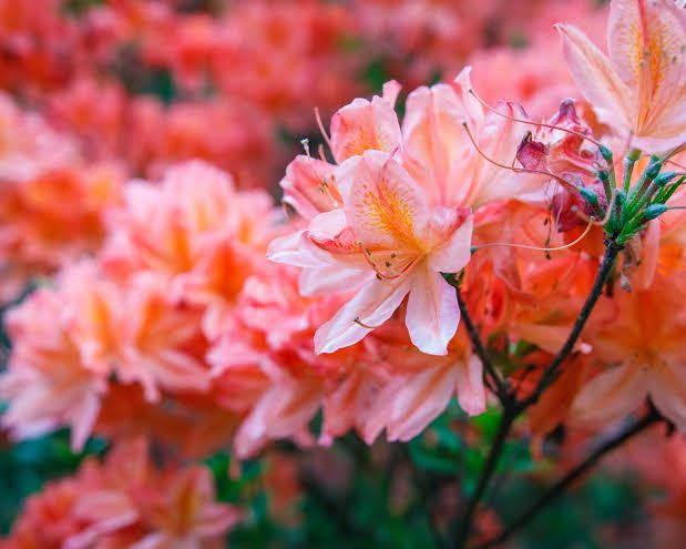 Azalea flowers (Rhododendron spp): All You Need To Know About